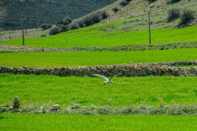 04 02 White stork over fields Moroc-3886