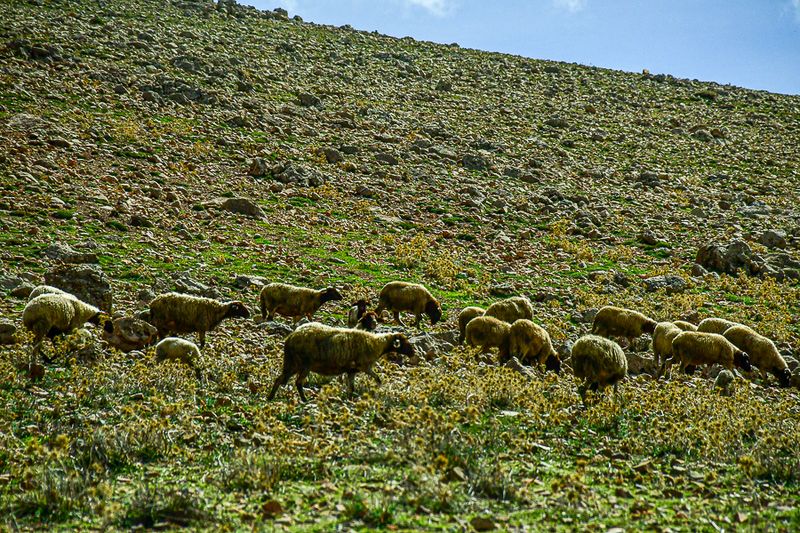 04 02 Sheep on more rocks than forage Moroc-3894