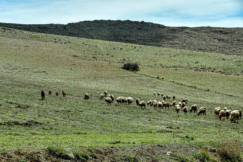 04 02 Goats and sheep Moroc-3897
