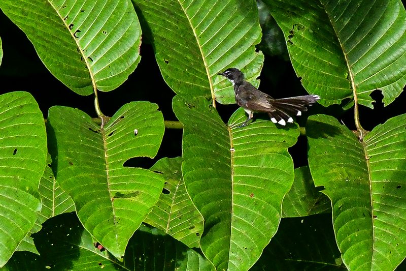 08 25 ?A fantail? 4251
