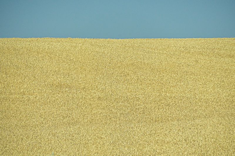 07 18 Grain and sky 7753