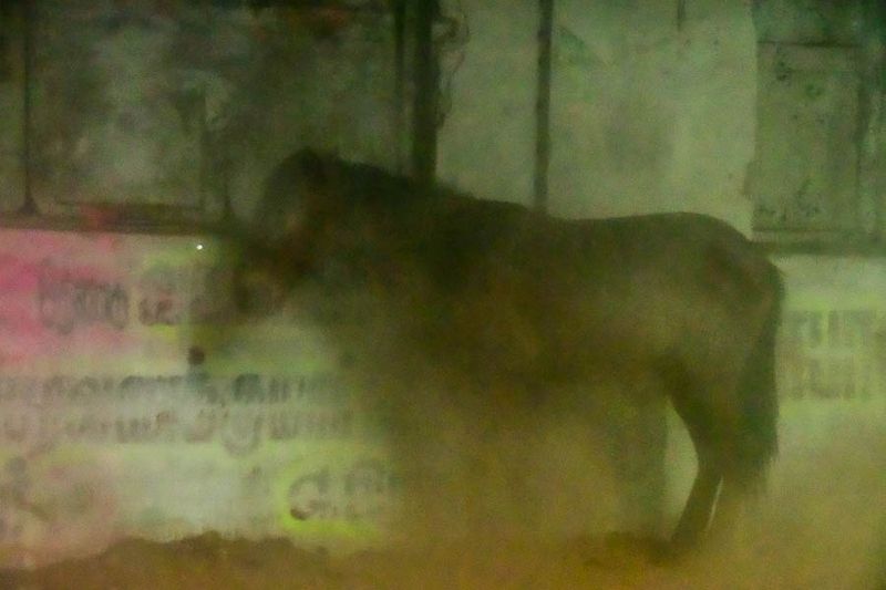 09 04 Horse sheltering under a building roof from torrential rain India-2-2381