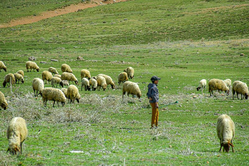 04 02 Young sheep herder Moroc-3937