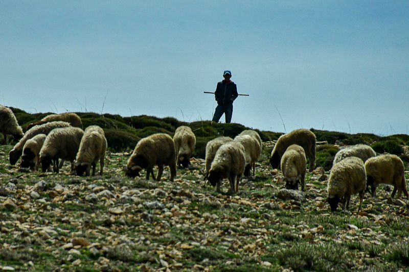 04 02 Young herder, as many are Moroc-3952
