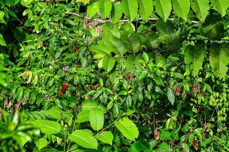 08 25 Where's the green bird? 4273