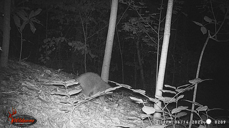 06 14 Meanwhile, back home the raccoons are not missing us! WGI_0209