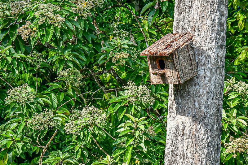 08 25 Nesting box for giant red flying squirrels 4290