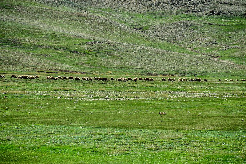 04 02 Grazing line Moroc-3969