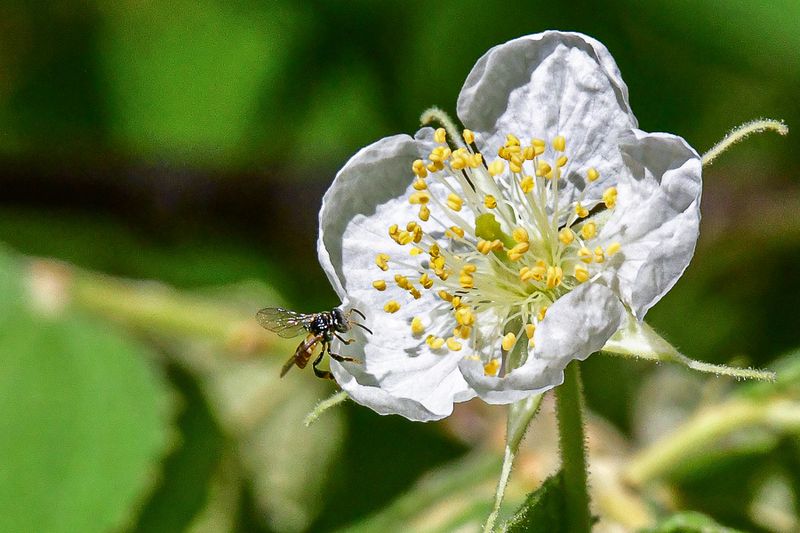 08 25 Stingless bee on flower 4332