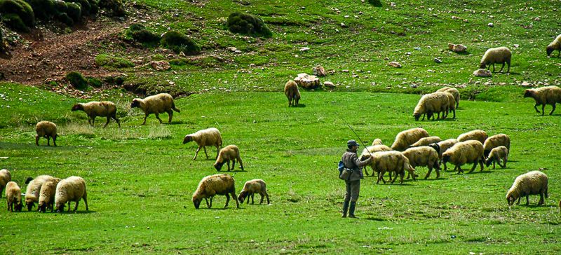 04 02 Lots of sheep, lots of shephards Moroc-DSC_3979