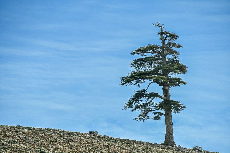 04 02 Lone cedar Moroc-3988