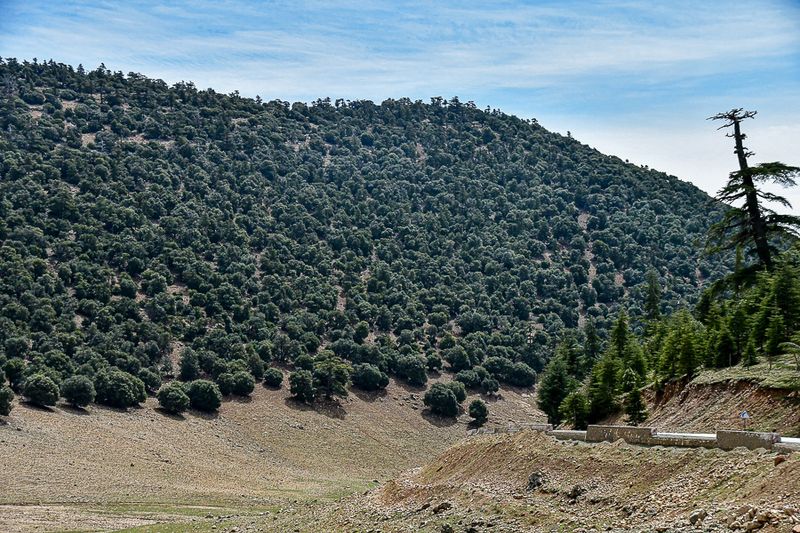 04 02 Dry land conifers Moroc- 4001