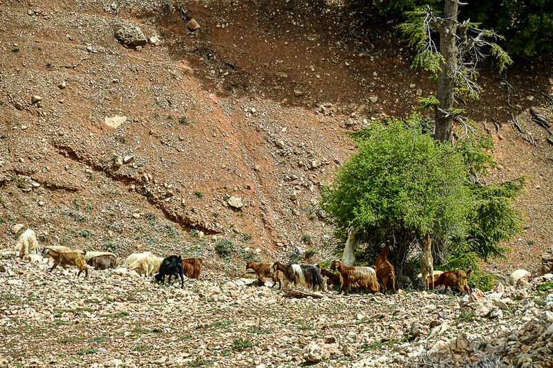 04 02 Goats feeding on a tree Moroc-4009