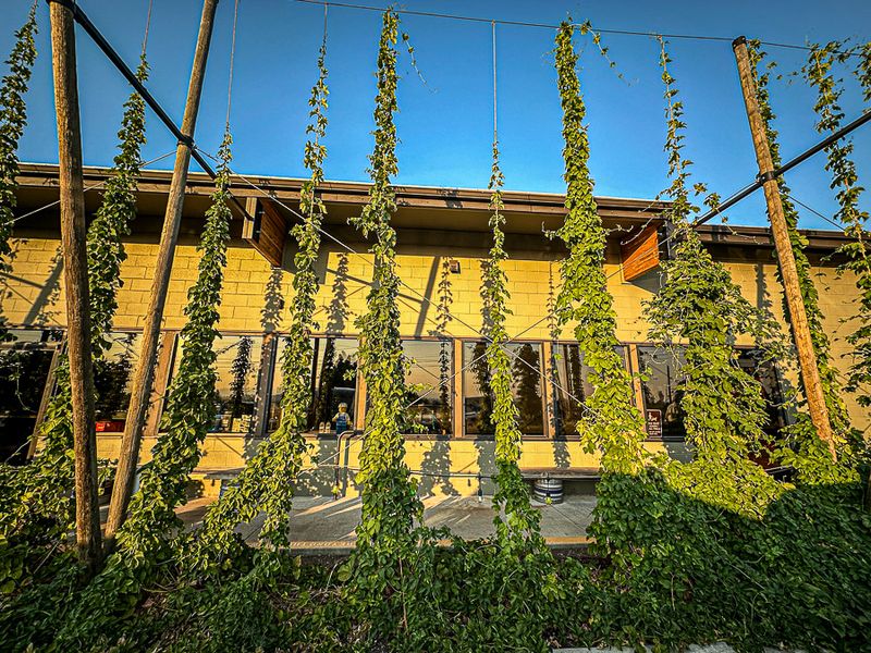 07 18 Hops i6919
