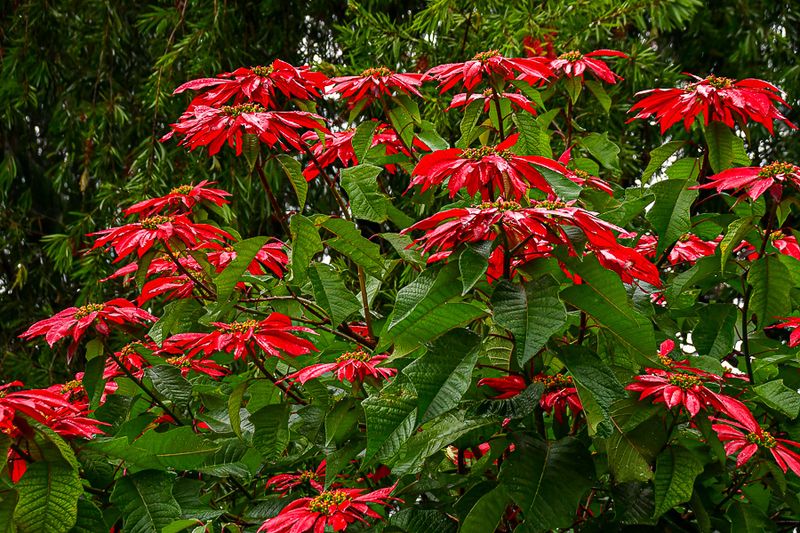 09 04 Pointsettias at Breeks Memorial School India-2-2412