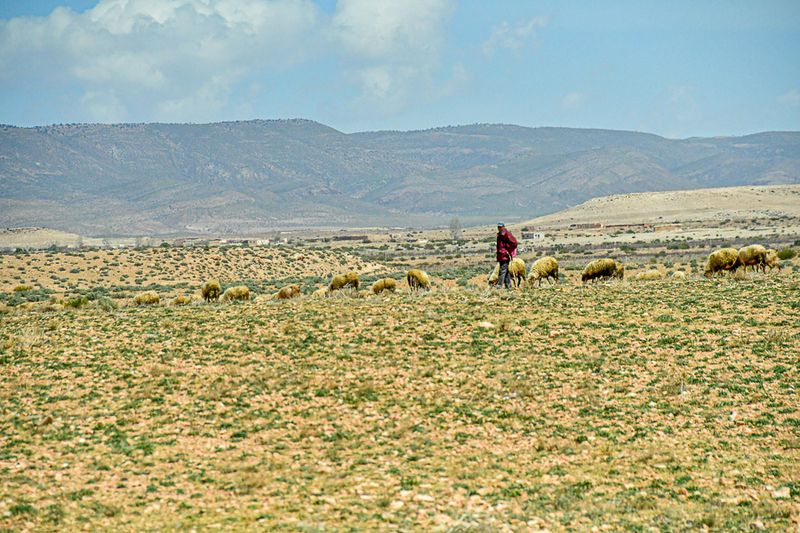 04 02 Lonely life of a shepherd Moroc-4036