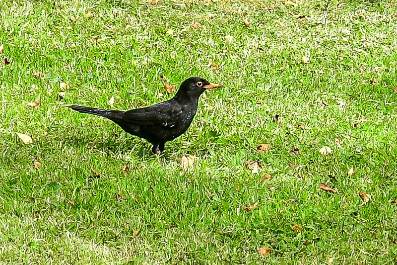 06 15 Comon/Eurasian Blackbird 5220