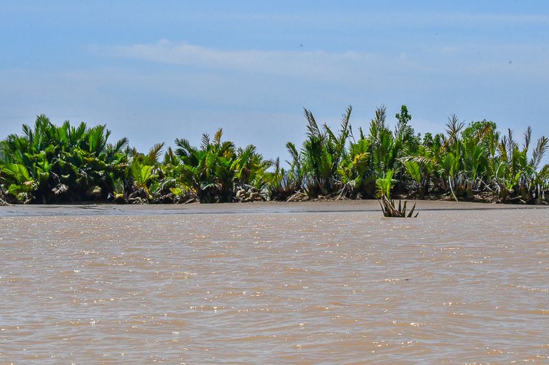 08 26 Sandbar vegitation 4527