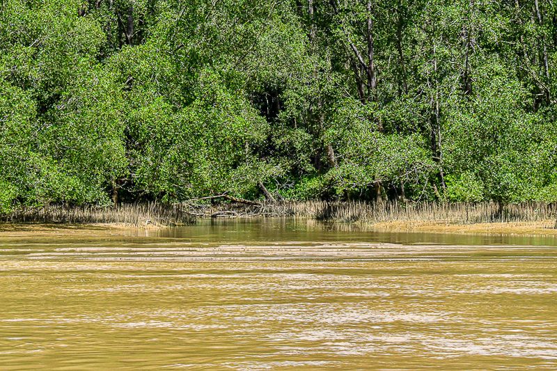 08 26 River-side jungle 4539
