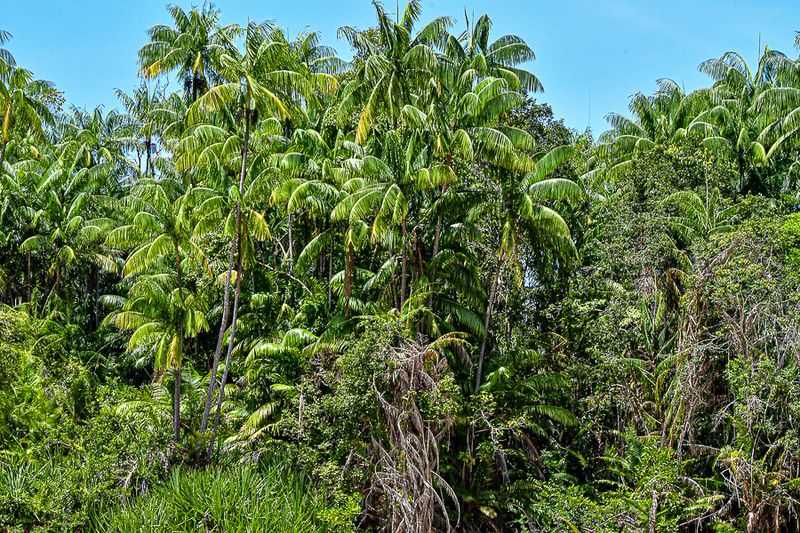 08 26 River-side jungle 4545
