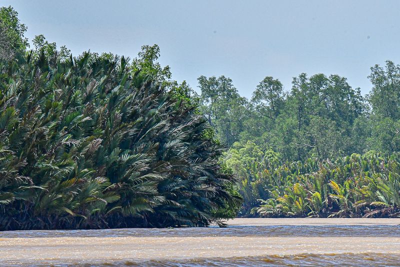 08 26 Bend in the Kinabatangan River 4551