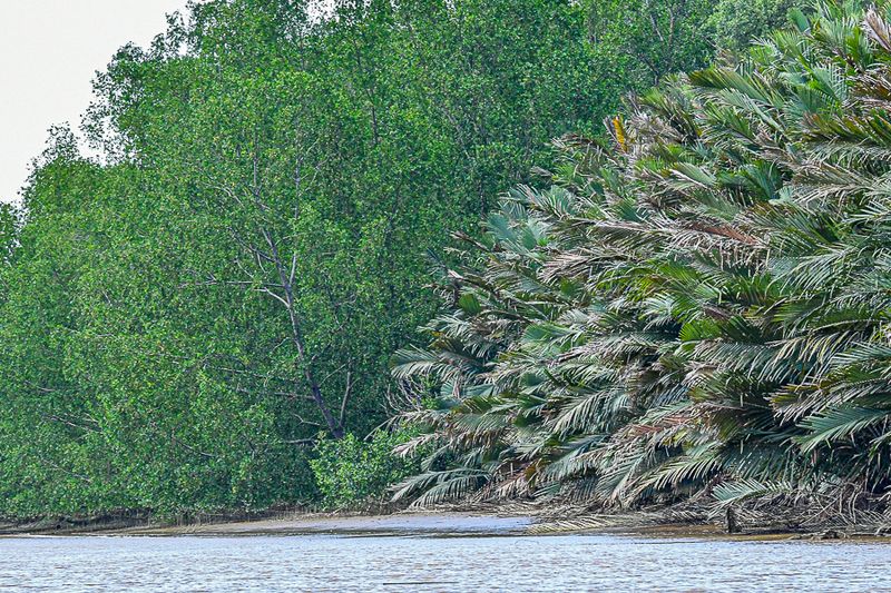 08 26 Transition of river-side vegitation 4554