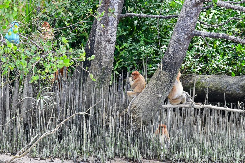 08 26 Proboscis monkeys in mangrove swamp 4563