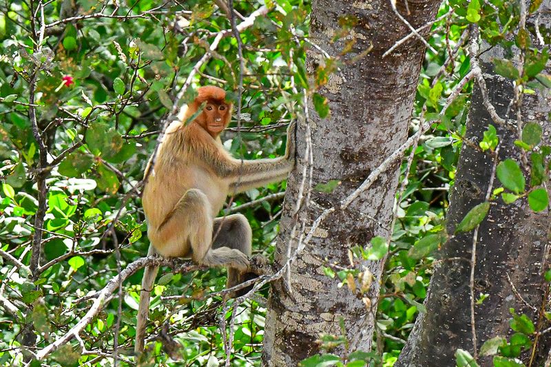 08 26 Proboscis monkey 4571