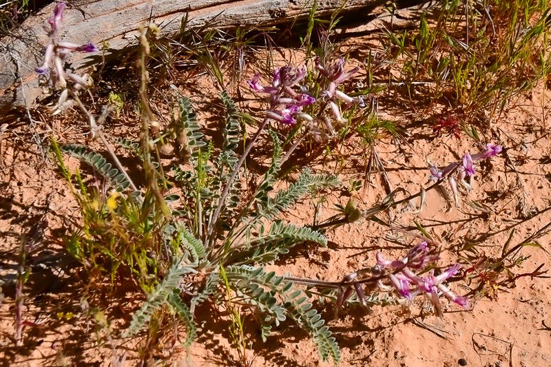 05 03 A milkvetch Utah19-2-1337