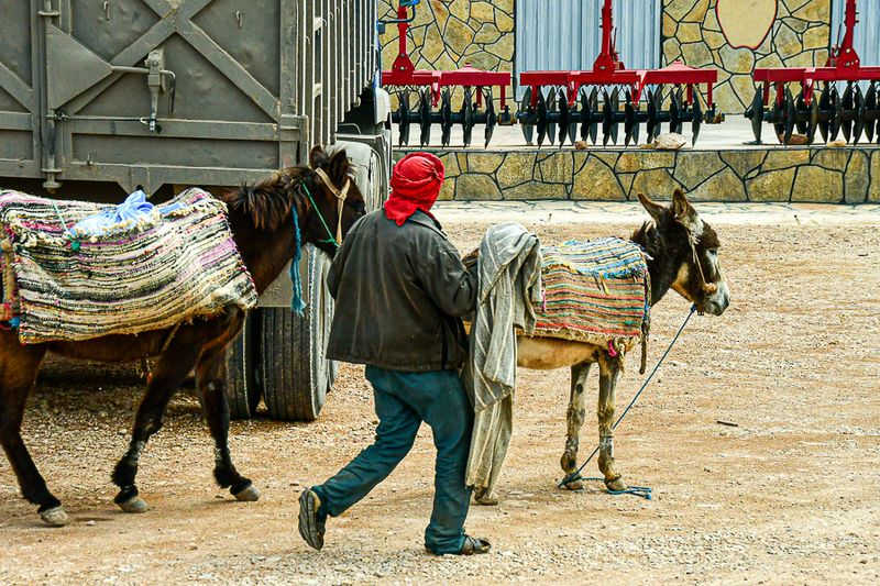 04 02 Hustling a horse and a mule Moroc-4076