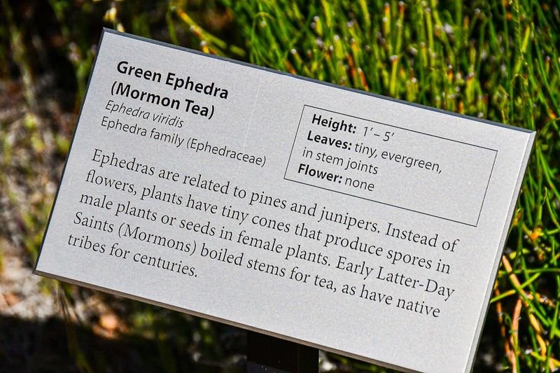 05 03 Mormon tea/Green ephedra Utah19-2-1342