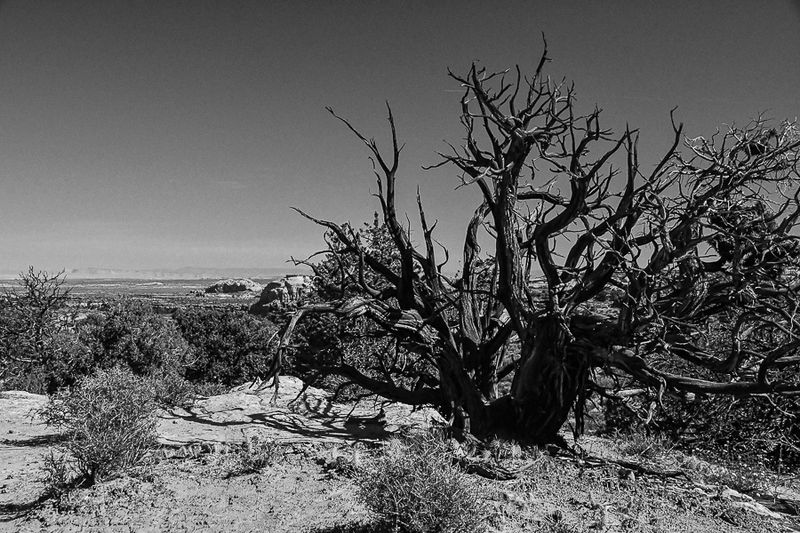 05 03 Juniper skeleton and landscape Utah19-2-1345-2