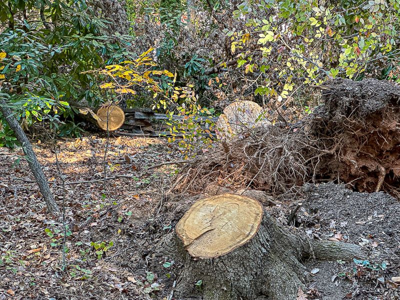 2024 10 25 Stumped i1460