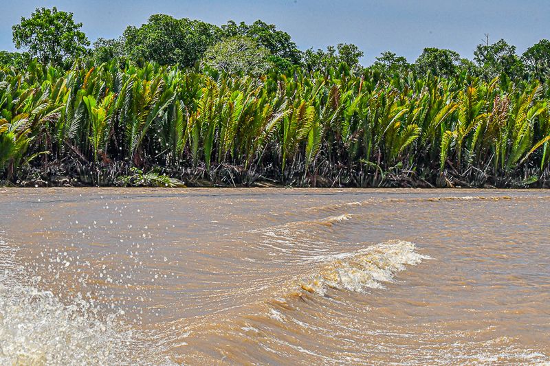 08 26 Shoreline vegetation on the Kinabatangan River 4605