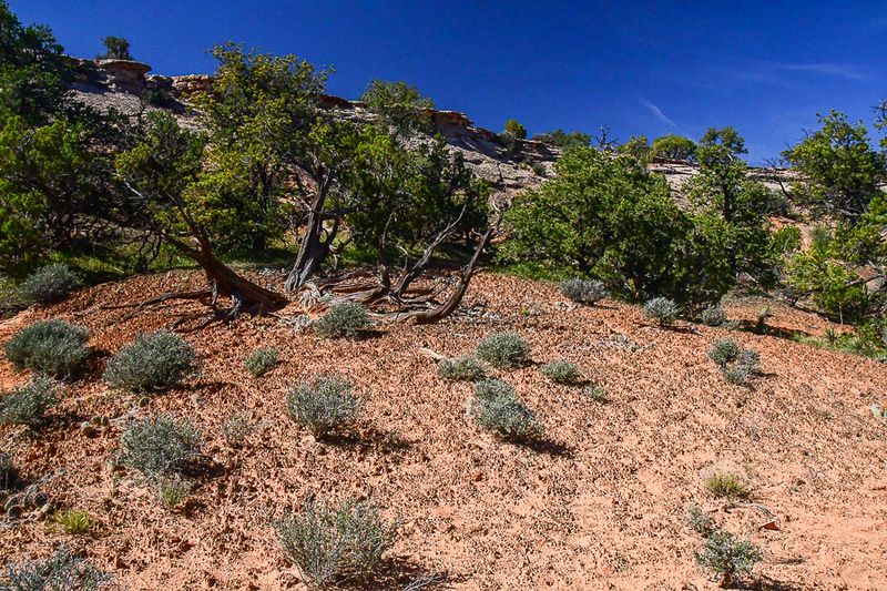 05 03 Cryptobiological crust Utah19-2-1350