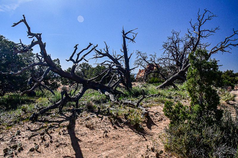 05 03 Juniper skeletons Utah19-2-1355