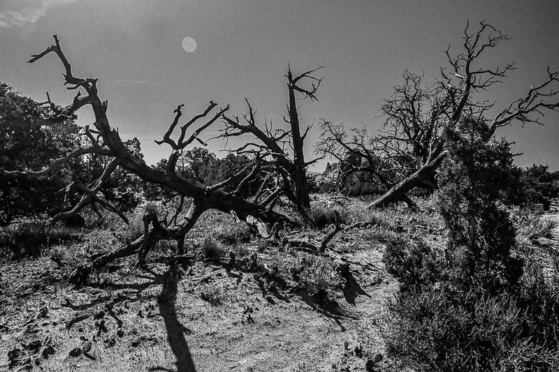 05 03 Juniper skeletons Utah19-2-1355-2