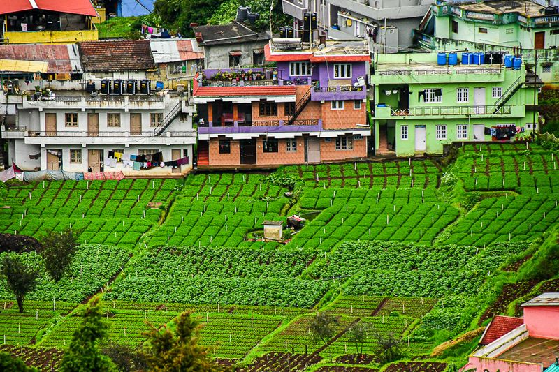 09 04 Ooty gardens India-2-2500
