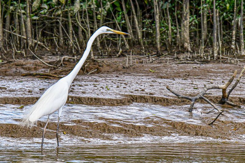 08 26 Egret on the Kinabatangan River 4624