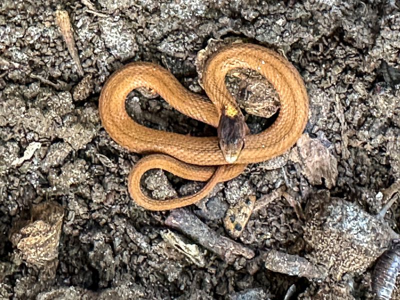 2024 10 31 Dekay's Brown snake i1569
