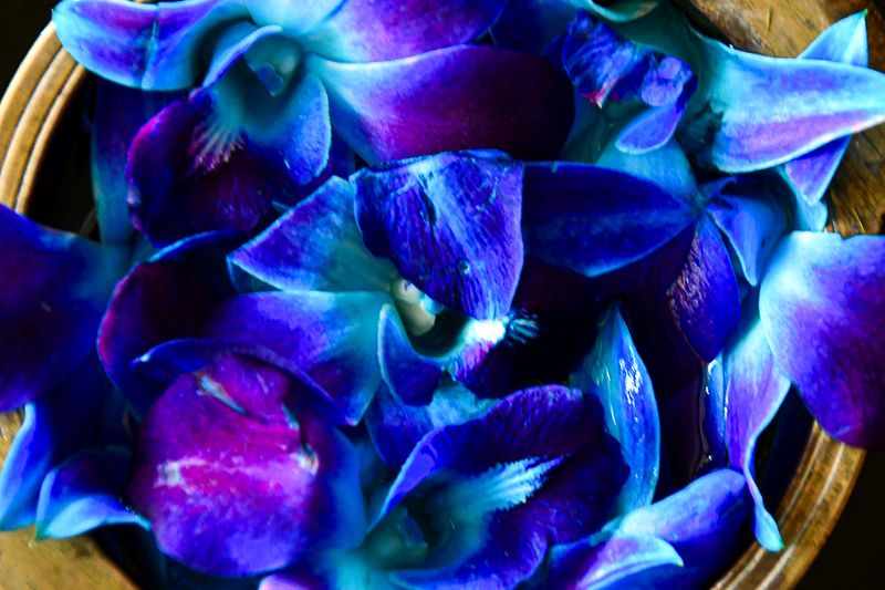 09 05 Flower petals in a bowl our hotel lobby in Ooty India-2-2539