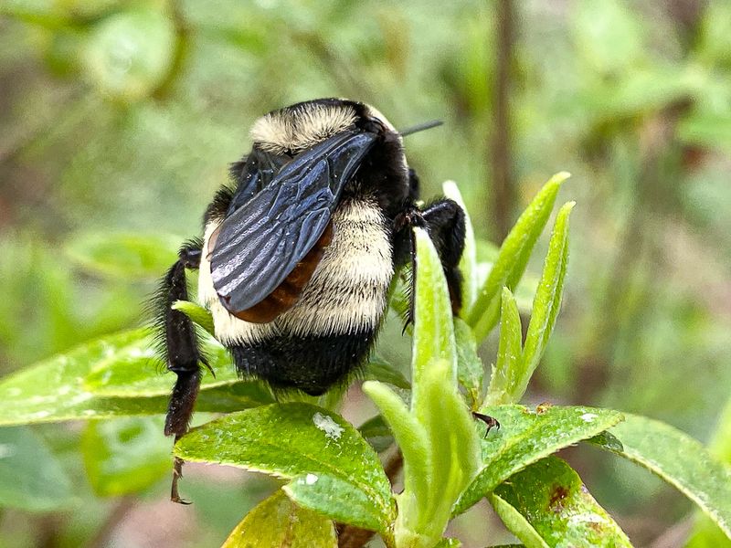 American bumble bee? i5806-3