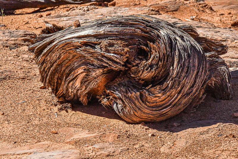 05 03 Coiled juniper C1362