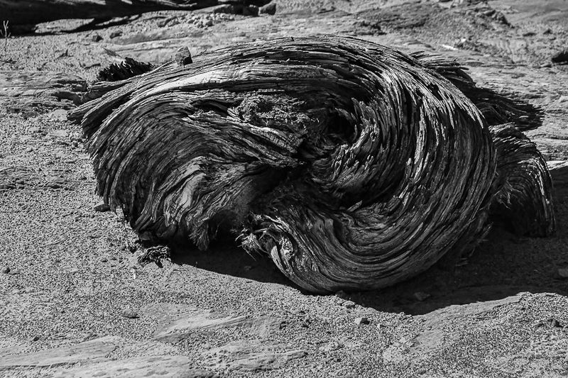 05 03 Coiled juniper Utah19-2-1362-2