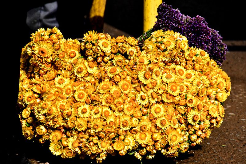 09 05 Chrysanthemums India-2-2548
