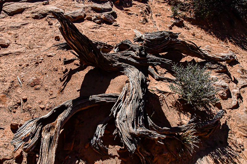 05 03 Juniper skeleton Utah19-2-1365