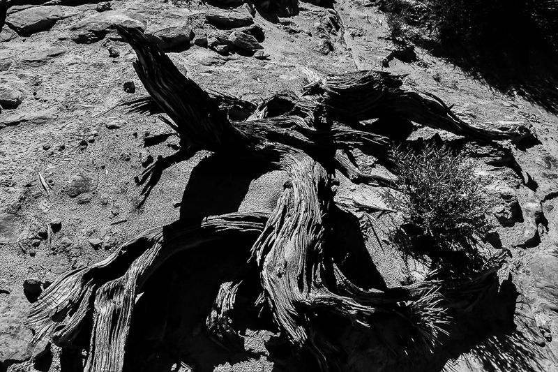 05 03 Juniper skeleton Utah19-2-1365-2