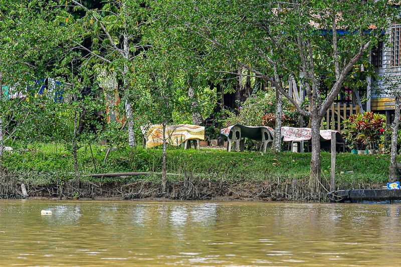 08 26 Life along the Kinabatangan River 4641