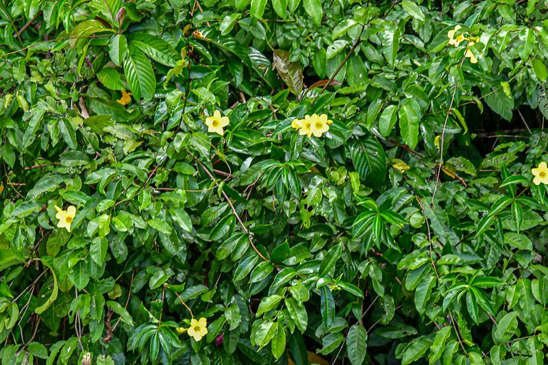 08 26 Flowers along the Kinabatangan River 4644