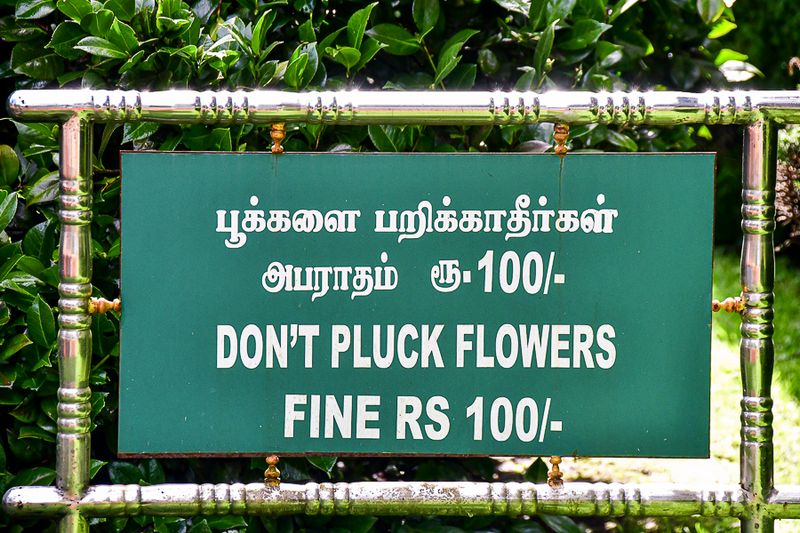 09 05 Don't pluck the flowers India-2-2556